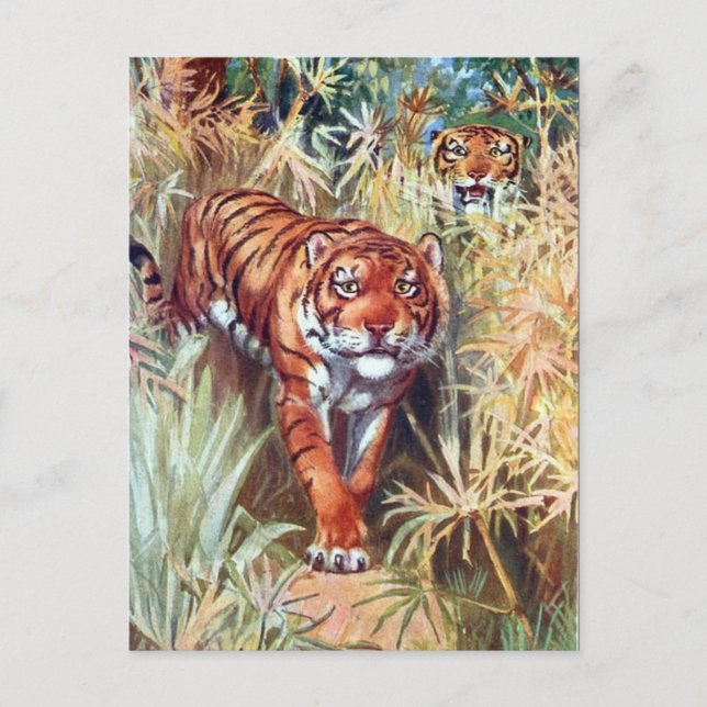 Ancienne carte postale - Tigres (Devant)