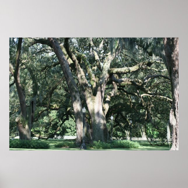 ANCIENNE LOUISIANA OAK TREE POSTER (Devant)