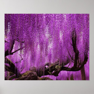 Ancienne Wisteria Purple Lavender Poster
