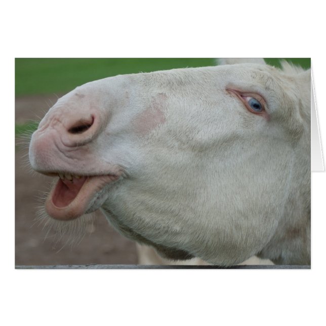 Âne blanc d'Autriche-Hongrie (Devant horizontal)