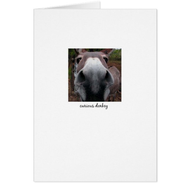 Âne curieux (Devant)