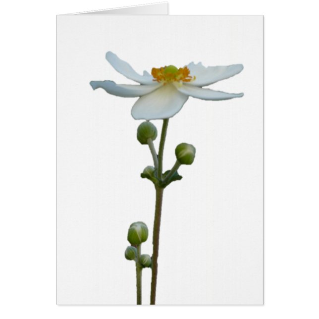 Anémone blanche 1 (Devant)