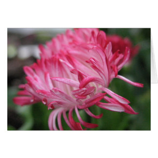 Anémone fleurissante