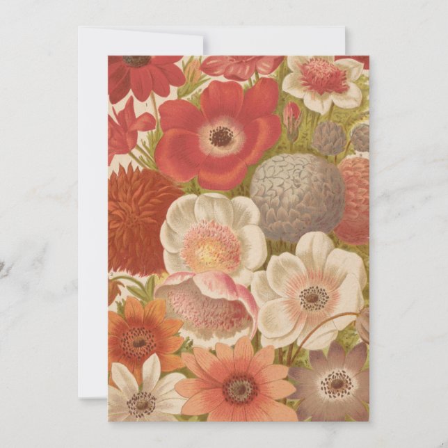 Anémone | George Nicholson (Devant)