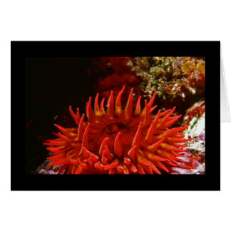 Anémone Rose tacheté blanc