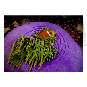 Anemonefish et grande anémone