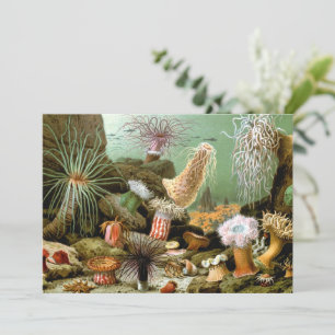 Anémones de mer, Vie marine Vintage Animaux de l'o