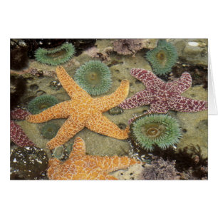 Anémones géantes vertes et étoiles de mer ocres