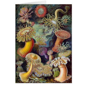 Anémones sous-marines vintages par Ernst Haeckel