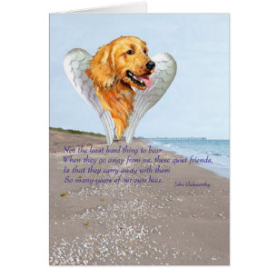 Ange Golden Retriever
