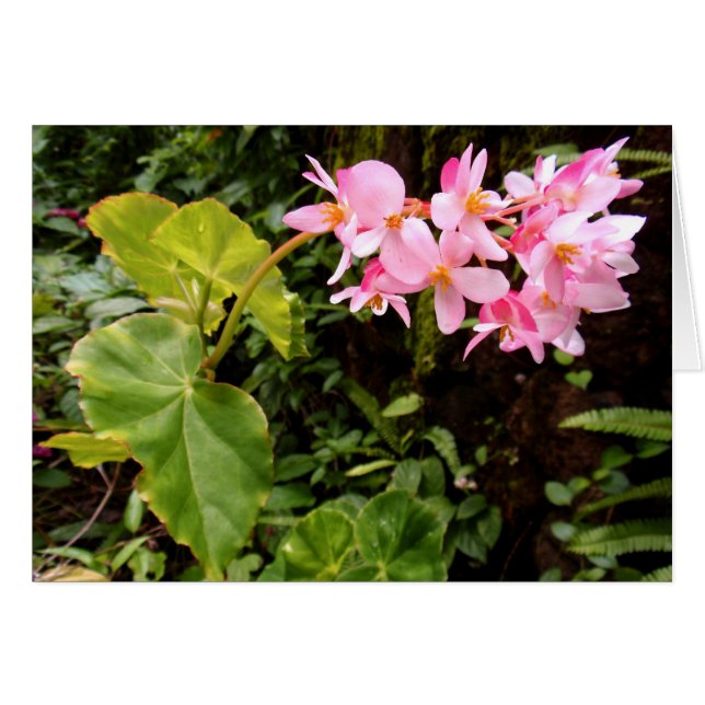 Angel Begonia (Devant horizontal)