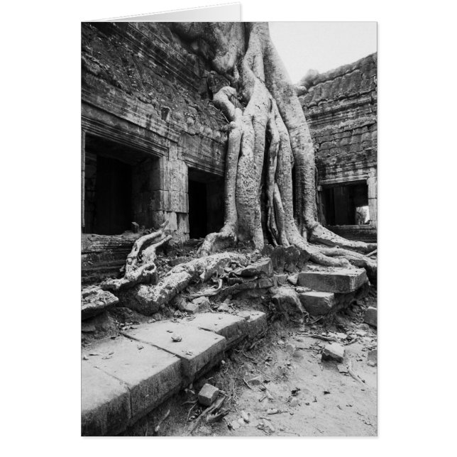 Angkor Cambodge, Ta Prohm Tree (Devant)