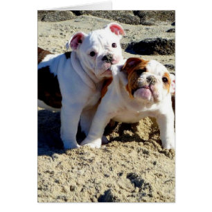 Anglais Bulldogs chiot amour!
