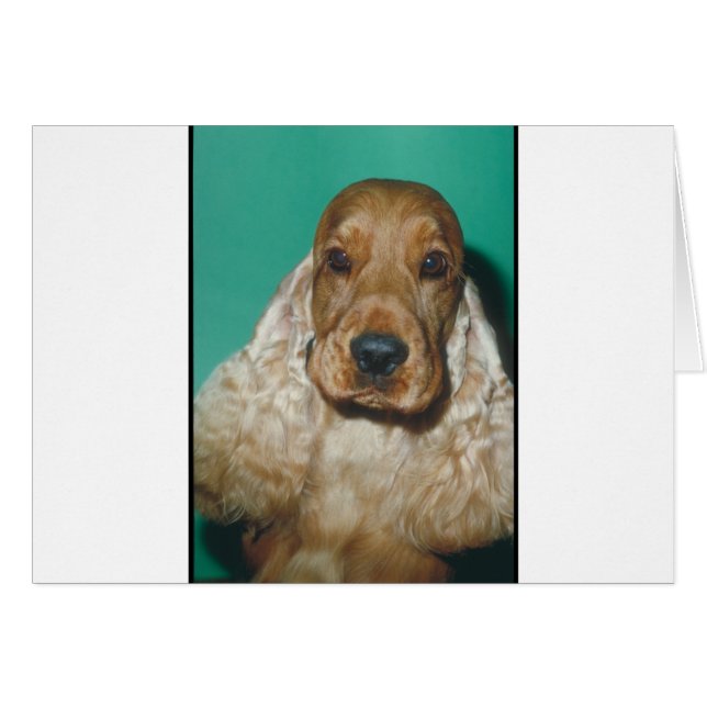 Anglais Cocker Spaniel (Devant horizontal)