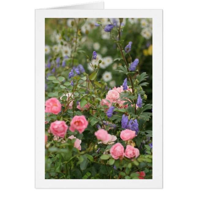 Anglais Cottage Garden (Devant)