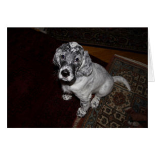 Anglais Setter Puppy