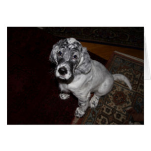 Anglais Setter Puppy