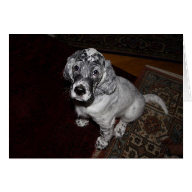 Anglais Setter Puppy (Devant horizontal)
