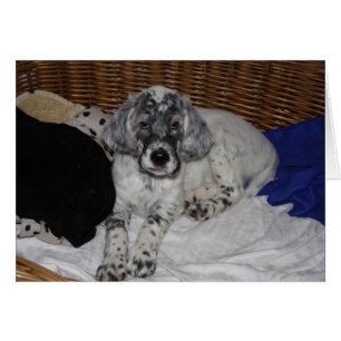 Anglais Setter Puppy