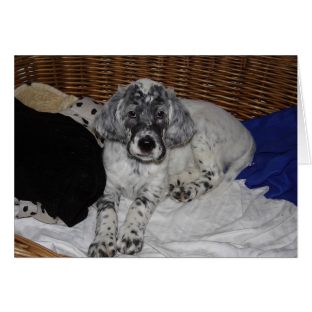 Anglais Setter Puppy (Devant horizontal)