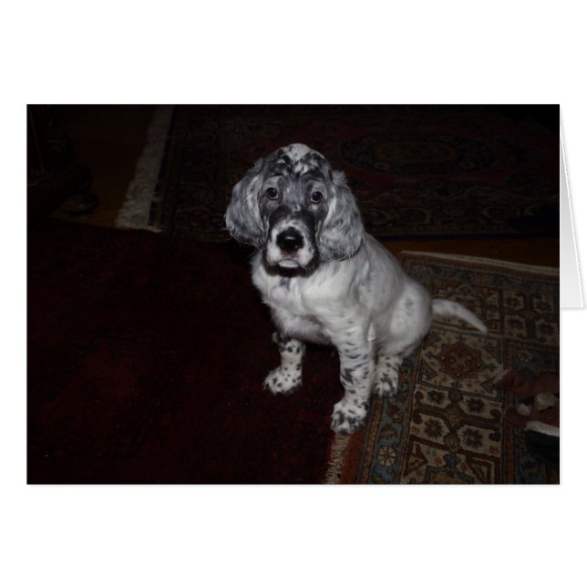 Anglais Setter Puppy (Devant horizontal)