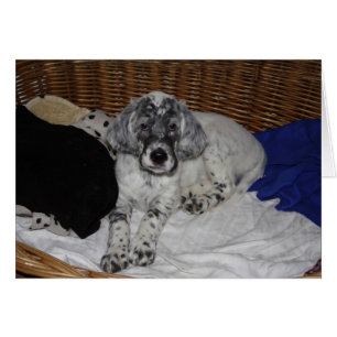 Anglais Setter Puppy