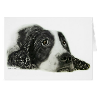 Anglais Springer Spaniel