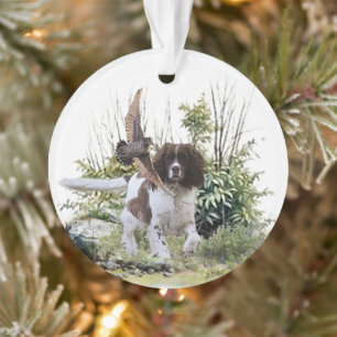 Anglais Springer Spaniel