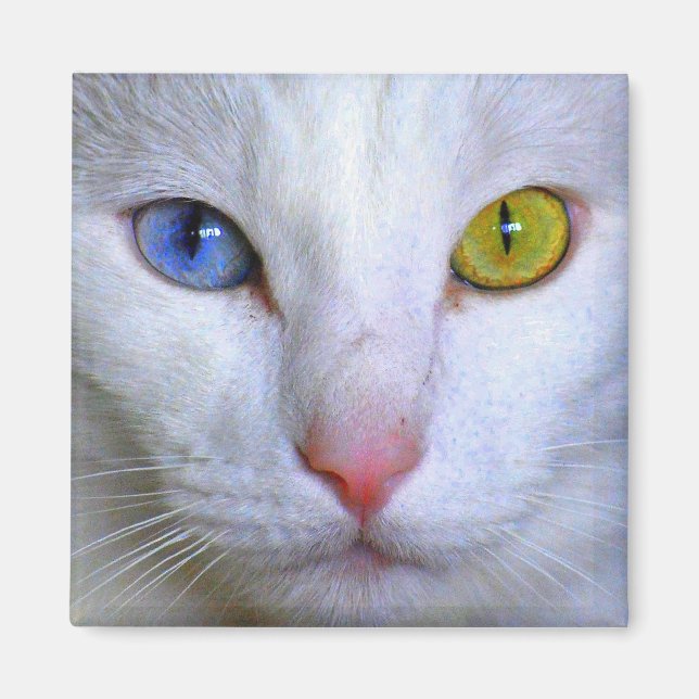 Angora Turc Cat Odd Eyes Magnet (Devant)