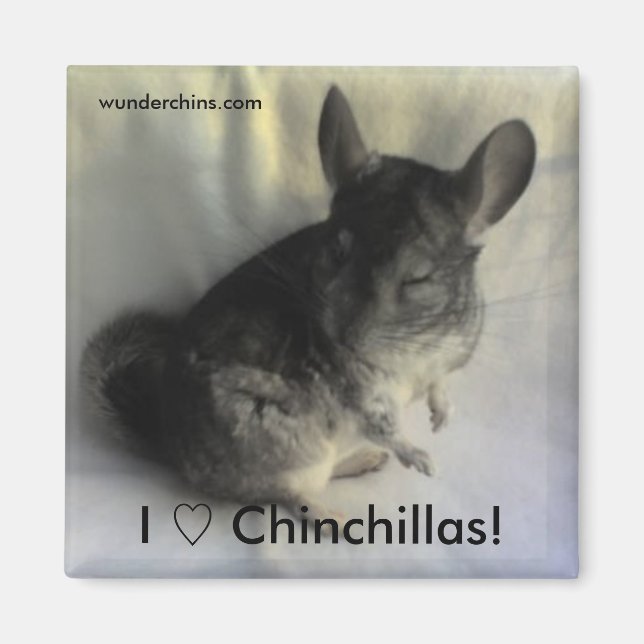 Angus Chinchilla Magnet (Devant)