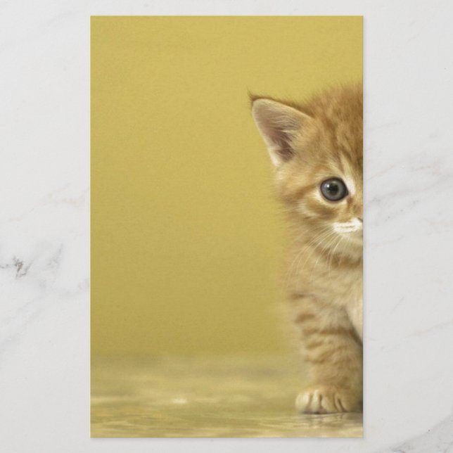 Animal - Curious Baby Kitten (Devant)