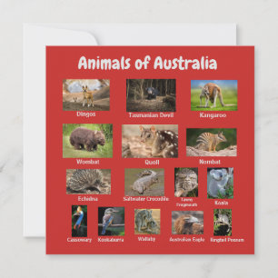 Animal d'Australie