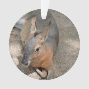 animal de repos animal de cavy patagonian
