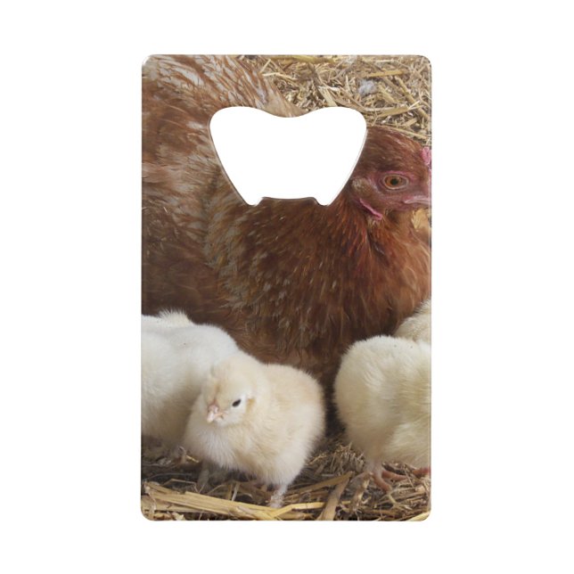 animal, poussin, poulet, ferme, mignon, oiseau, bé (Devant)