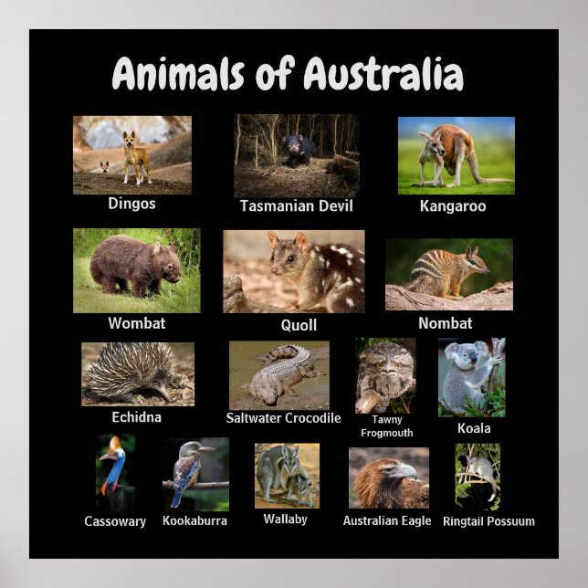 Animals of Australia Poster (Devant)