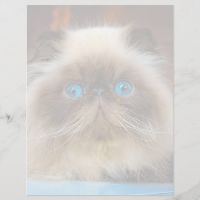 Animaux Bébés les Plus Mignons | Chat Himalayen (Devant)