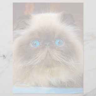 Animaux Bébés les Plus Mignons Chat Himalayen