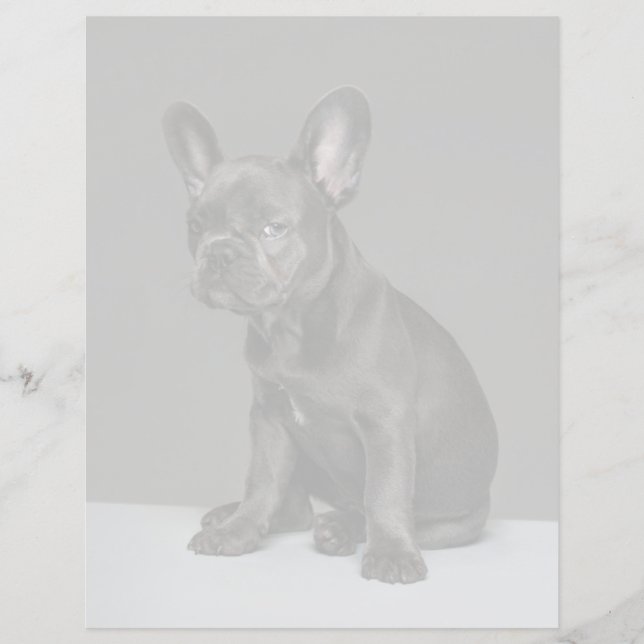 Animaux Bébés les Plus Mignons | Chiots Bouledogue (Devant)