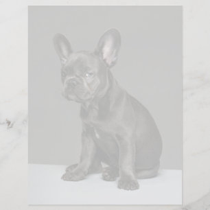 Animaux Bébés les Plus Mignons Chiots Bouledogue