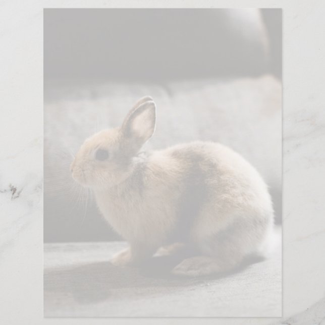 Animaux Bébés les Plus Mignons | Lapin Nain Néerla (Devant)
