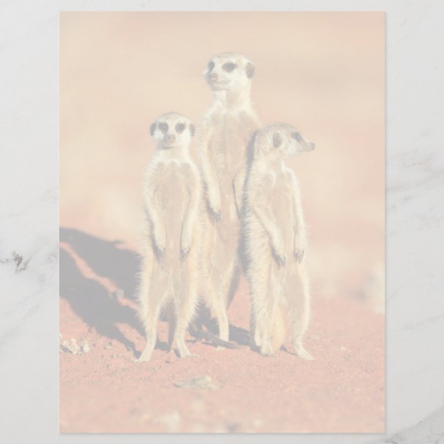 Animaux de bébés cutest | 3 Meerkats (Devant)