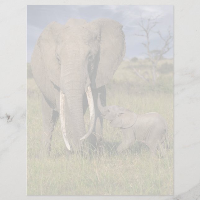 Animaux de bébés cutest | Amama Elephant Avec Bébé (Devant)