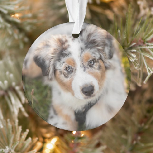Animaux de bébés cutest | Australian Shepherd Pupp (Arbre)