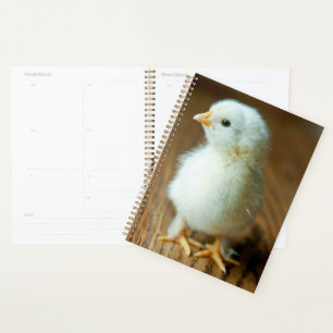 Animaux de bébés cutest Baby Chick