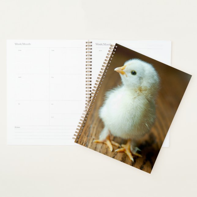 Animaux de bébés cutest | Baby Chick (Devant avec enveloppe)