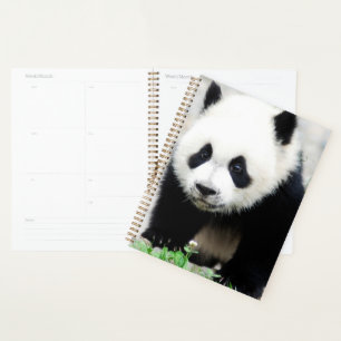Animaux de bébés cutest Baby Panda Bear