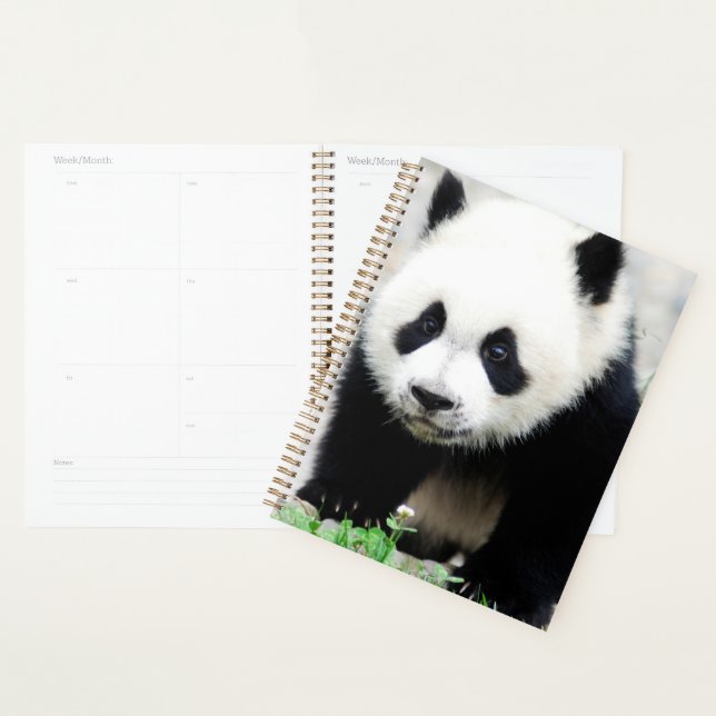 Animaux de bébés cutest | Baby Panda Bear (Devant avec enveloppe)