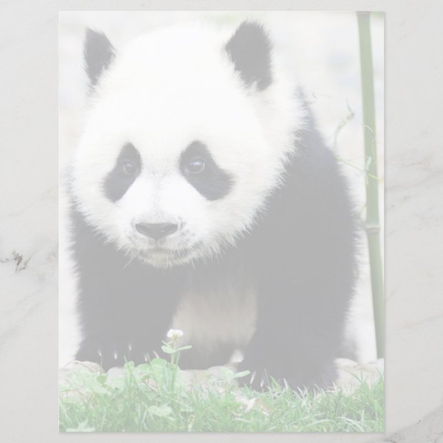 Animaux de bébés cutest | Baby Panda Bear (Devant)