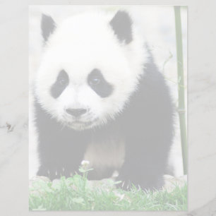 Animaux de bébés cutest Baby Panda Bear