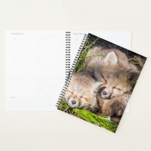 Animaux de bébés cutest Baby Red Fox Kits Sleepi